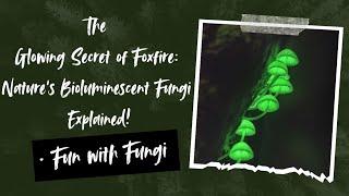 The Glowing Secret of Foxfire: Nature's Bioluminescent Fungi Explained!