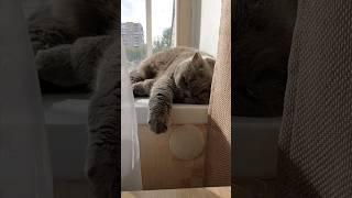 Кот Тимофей