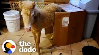 Baby Horse Grows Up In A House  | The Dodo