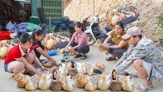 Nhất Harvesting Ducks are Raised on the Farm Goes to market sell - Rice field fertilization