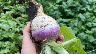 Beautiful Turnip Harvest +Storing Tips