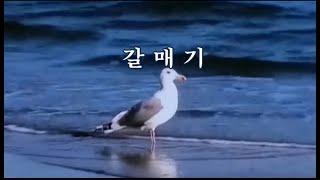 갈매기 -이은상 시, 채동선 곡 -국영순 노래 -한국가곡100선