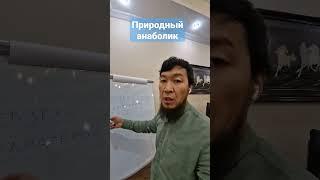 левзея для роста мышц и иммунитета