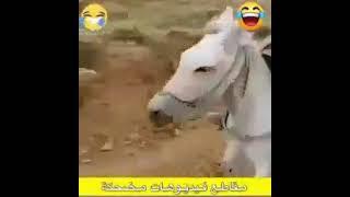 شويا ضحك وفرفشة 