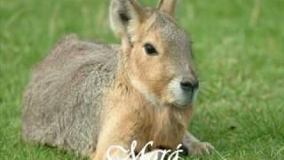 Animais da América do Sul - Animals in South America.