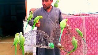 Parrots Full Train Parrot Fly to Open