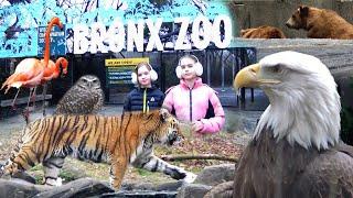  Зоопарк Бронкса в Нью-Йорке   ️зимой ️ Часть 1. 