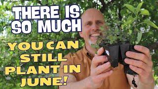 Yes You Can Still Plant Your Garden in June!