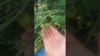 Томат "Поцелуй герани"