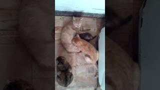 Взрослый кот сосет сиську у кошки