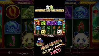 슬롯 동물원 가족제보 판다2 바닥 그랜드 5000배!!! #슬롯 #슬롯잭팟 #slot #jackpot #shorts