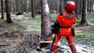 Felling the tree by the legendary Chainsaw Husqvarna 572XP