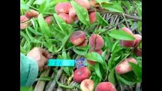 Персики достижение прекрасных результатов Урожай 2013