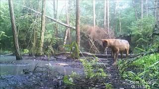 Wilk kontra bóbr - Puszcza Zielonka