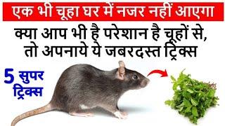 अपनाये ये जबरदस्त ट्रिक्स-एक भी चूहा घर में नजर नहीं आएगा Mouse /Rat