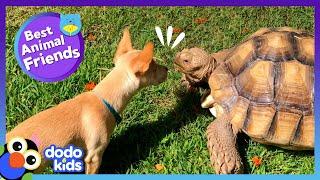 Tortoise Falls In Love With This Dancing Puppy | Best Animal Friends | Dodo Kids