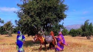 Argan oil producer in Morocco: OLVEA's supply chain