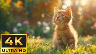 Tiny Paws Animals 4K ~ Relaxing Music Healing Stress, Heal Mind, Body and Soul Calming Music