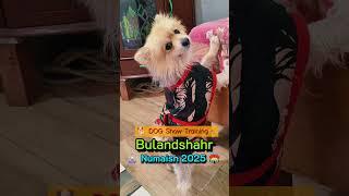 Bulandshahar Numaish 2025 |  DOG Show Training Bulandshahar | #dogtraining #bulandshahrnumaish2025