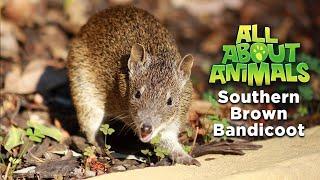 Southern Brown Bandicoot | All About Animals