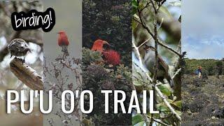 Birding Pu'u O'o trail | Big Island Hawaii