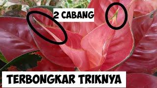 BERUBAH WARNA JANGAN ANGGAP SEPELE ! Cara Merawat Aglonema agar berwarna Cerah