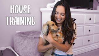 House Training A Dachshund (+GIVEAWAY)