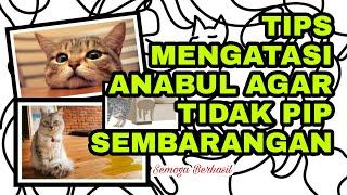 6 Cara Agar Kucing Tidak Kencing Sembarangan #story42 (Gembul Family)