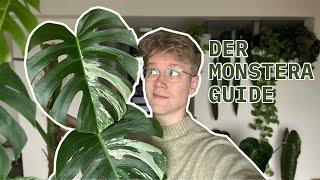 How to: Monstera | Der Monstera Guide für Anfänger