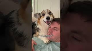 Corgi Protects His Poppa From Foreign Enemies #corgi #dogs