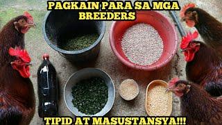 ITO NA!! PAGKAIN PARA SA ATING MGA BREEDERS | MATIPID NA MASUSTANSYA PA | RHODE ISLAND RED