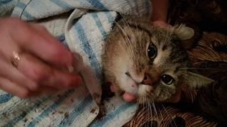 Лечение Кота Сени от мочекаменной болезни! Как давать таблетки коту если кот их не пьёт!