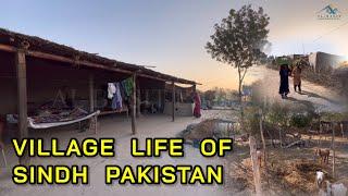 Pakistani Sindhi Women Morning Routine Life In Village II Village Life In Sindh