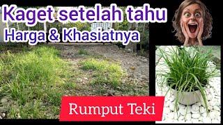 Tanaman Hias Jenis Baru Dari Rumput Liar Teki/Memberi Suasana Hijau dan Sejuk Pada Rumah...!!