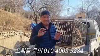 토종닭 농장 횡포부리던 멧돼지 4마리째 싹쓸이 (문의 010 4003 5284)