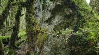 NEW ZEALAND NATIVE FOREST WALK