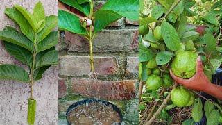 How to grow guava tree from cutting WITH MANGO