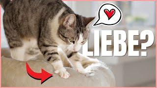 The TRUTH why cats knead (milk kicks explained)