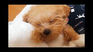 난생 첫 목욕한 말티푸 아기 강아지/개졸림ㅋㅋ/덩달아 잠이 오는 영상ㅎㅎ/sleepy puppy