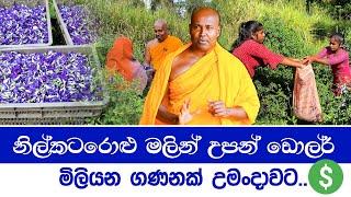 නිල්කටරොළු මලින් උපන් ඩොලර් - මිලියන ගණනක් උමංදාවට.. #umandawa