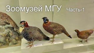 Зоомузей МГУ.  Часть 1