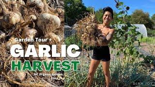 GARDEN TOUR +  GARLIC HARVEST !  NC Organic Garden Zone 7b • Dina Joy