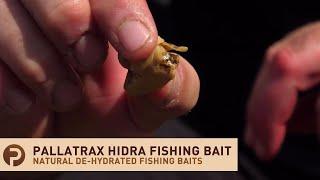 Pallatrax Hidra Natural Fishing Baits - De-hydrated Snails