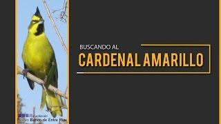 Buscando al Cardenal Amarillo