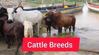 Farms in Ghana: Cattle Breeds and Their Names