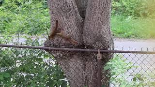 Funny tiny Red Foxy Squirrels #trails #parks #Foxy #squirrels #nature #Canada #MUSIC #PalaceOfRoses