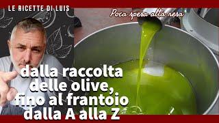olive harvest everything you need to know to make an excellent family oil - olive harvest