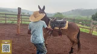 "Vejam a Evolução do Domador com o Burro Cartucho"