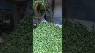 Low coast goat feed | Green Fodder | Goat farming