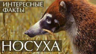 Носуха (Коати) - интересные факты